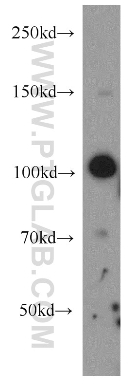 Western Blot (WB) analysis of HeLa cells using VPS34 (C terminal) Polyclonal antibody (12452-1-AP)