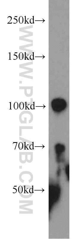 Western Blot (WB) analysis of human brain tissue using VPS34 (C terminal) Polyclonal antibody (12452-1-AP)