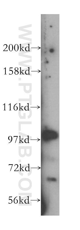 Western Blot (WB) analysis of HeLa cells using VPS34 (C terminal) Polyclonal antibody (12452-1-AP)