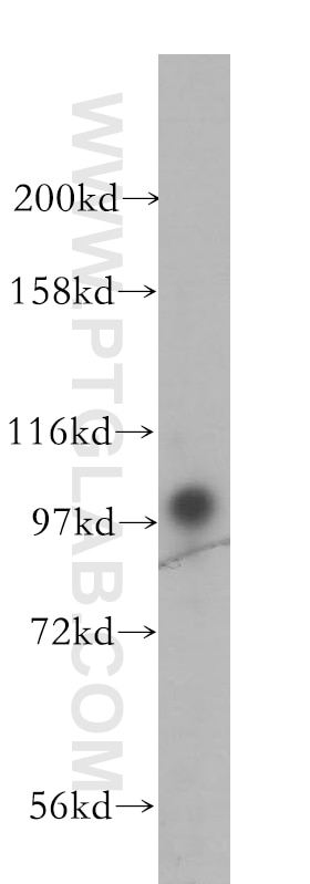 Western Blot (WB) analysis of mouse lung tissue using VPS34 (C terminal) Polyclonal antibody (12452-1-AP)