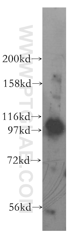 Western Blot (WB) analysis of mouse testis tissue using VPS34 (C terminal) Polyclonal antibody (12452-1-AP)