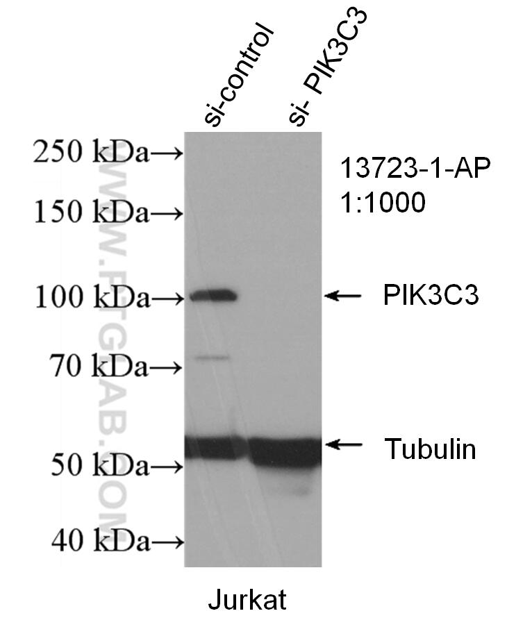 Western Blot (WB) analysis of Jurkat cells using VPS34 Polyclonal antibody (13723-1-AP)