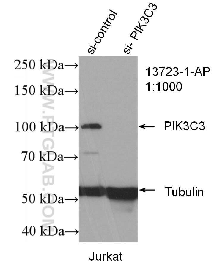 WB analysis of Jurkat using 13723-1-AP