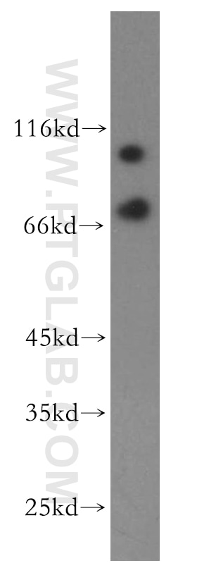 Western Blot (WB) analysis of HeLa cells using VPS34 Polyclonal antibody (13723-1-AP)