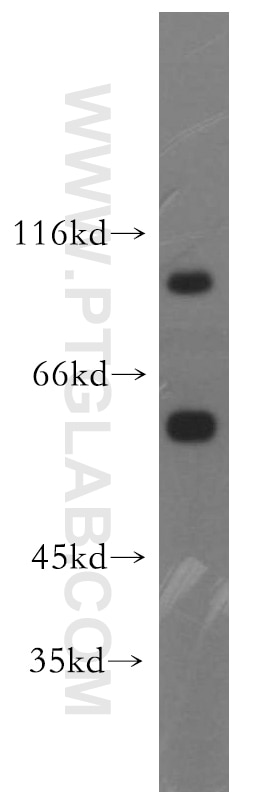 Western Blot (WB) analysis of mouse testis tissue using VPS34 Polyclonal antibody (13723-1-AP)