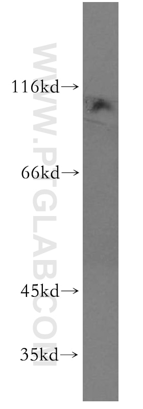 Western Blot (WB) analysis of mouse lung tissue using VPS34 Polyclonal antibody (13723-1-AP)