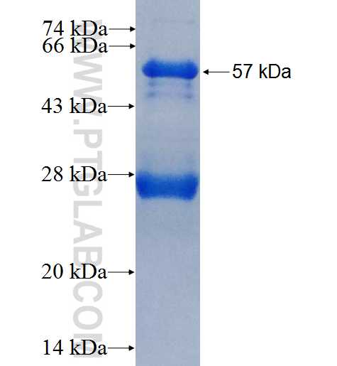 PIK3C3 fusion protein Ag3110 SDS-PAGE