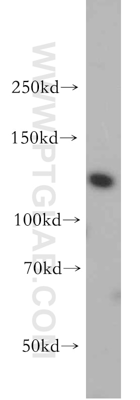Western Blot (WB) analysis of HepG2 cells using PI3 Kinase p110 Alpha Polyclonal antibody (20583-1-AP)