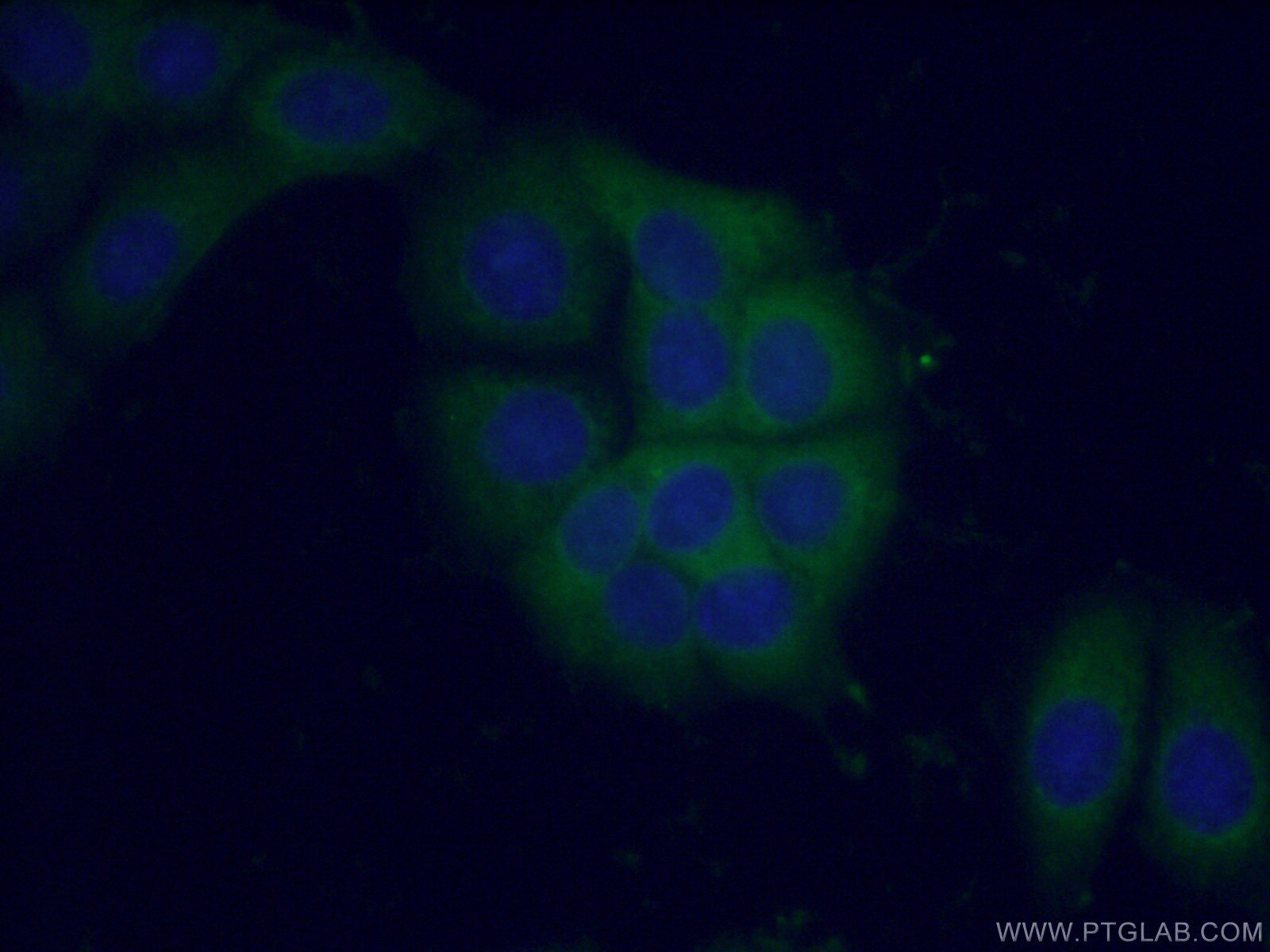 Immunofluorescence (IF) / fluorescent staining of MCF-7 cells using PI3 Kinase p110 Alpha Polyclonal antibody (21890-1-AP)