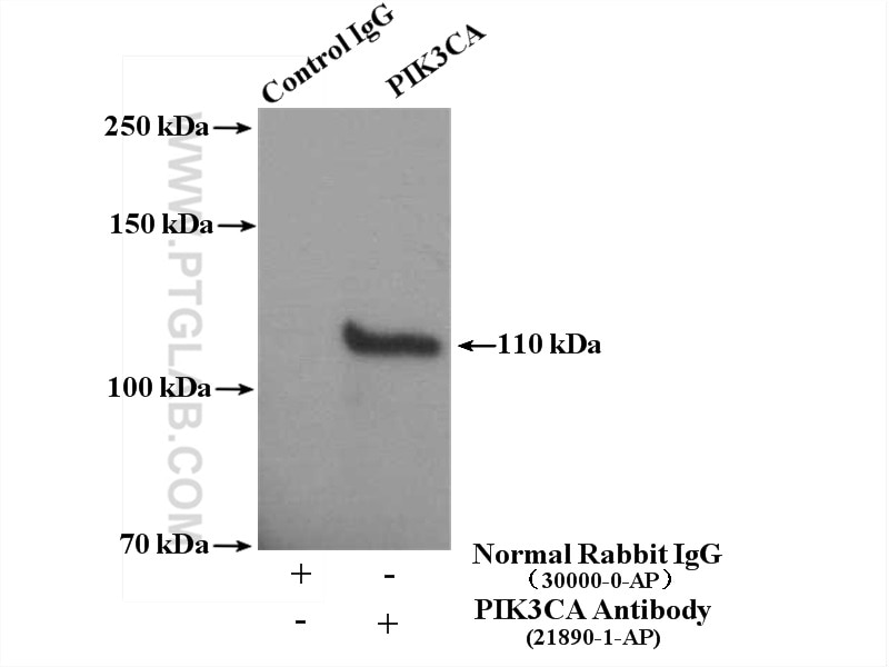 Immunoprecipitation (IP) experiment of mouse heart tissue using PI3 Kinase p110 Alpha Polyclonal antibody (21890-1-AP)