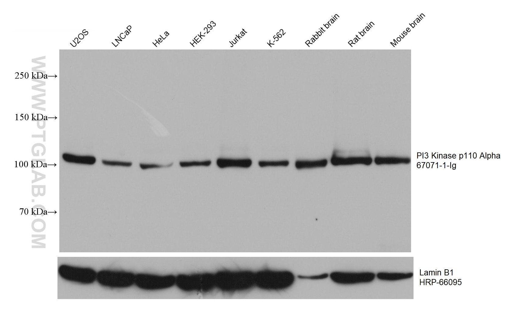 Western Blot (WB) analysis of U2OS cells using PI3 Kinase p110 Alpha Monoclonal antibody (67071-1-Ig)