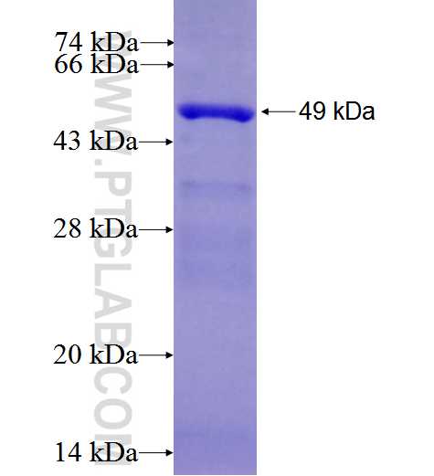 PIK3CA fusion protein Ag27539 SDS-PAGE