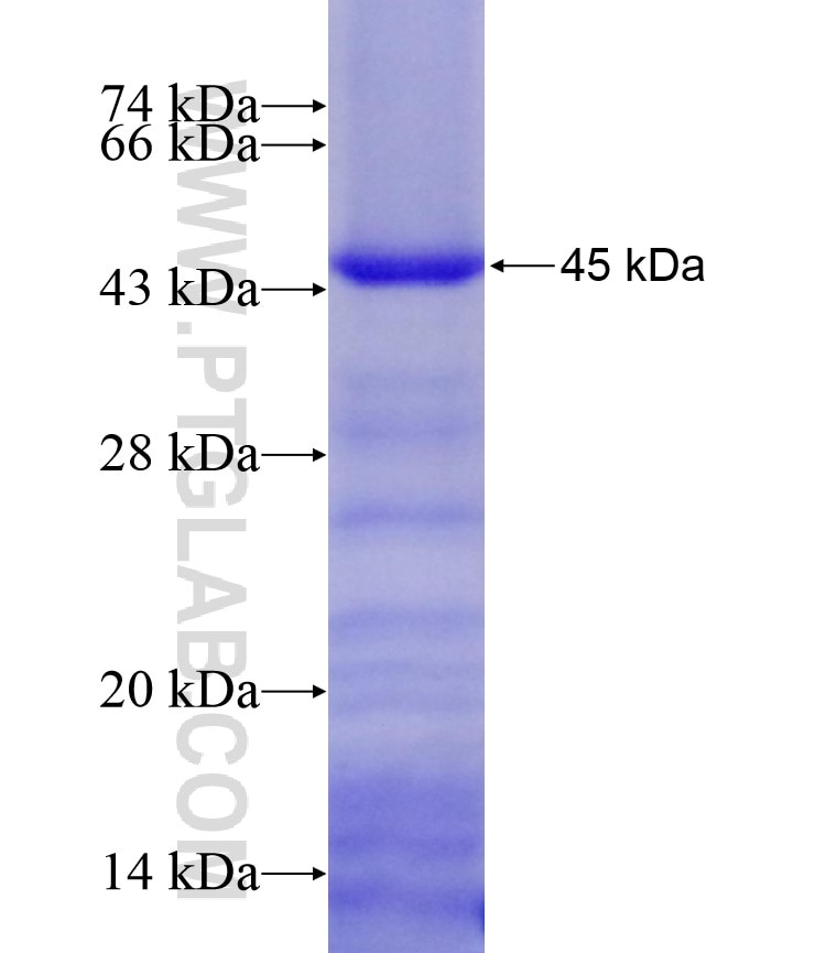 PIK3CA fusion protein Ag17392 SDS-PAGE