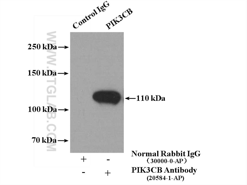 Immunoprecipitation (IP) experiment of HepG2 cells using PI3 Kinase p110 Beta Polyclonal antibody (20584-1-AP)