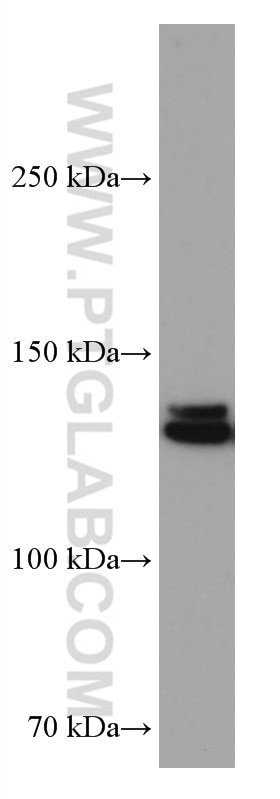 WB analysis of HEK-293 using 67121-1-Ig