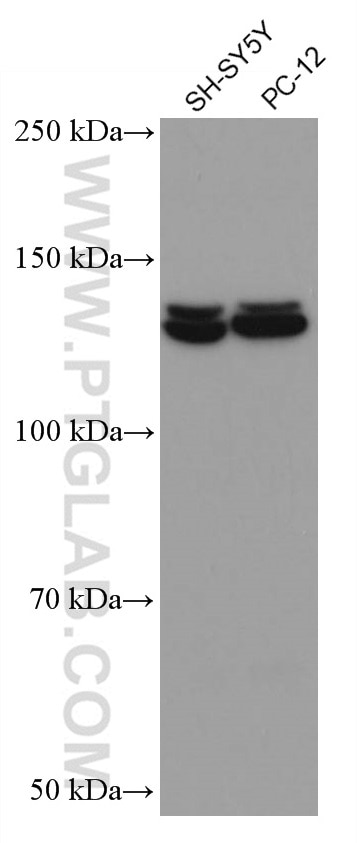 Western Blot (WB) analysis of various lysates using PI3 Kinase p110 Beta Monoclonal antibody (67121-1-Ig)