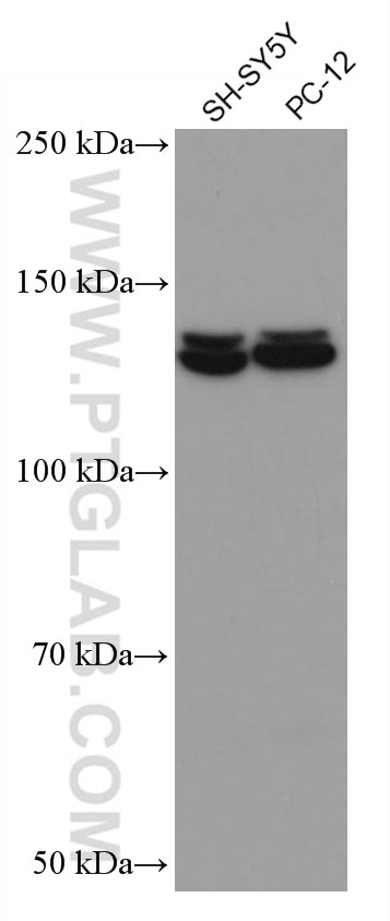 WB analysis using 67121-1-Ig