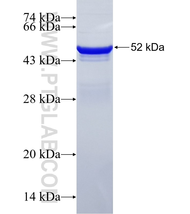 PIK3CB fusion protein Ag16456 SDS-PAGE