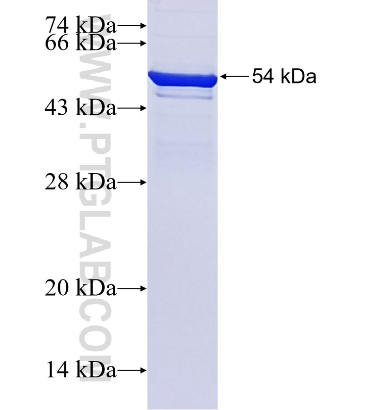 PIK3CB fusion protein Ag16456 SDS-PAGE