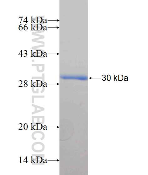PIK3CB fusion protein Ag17505 SDS-PAGE