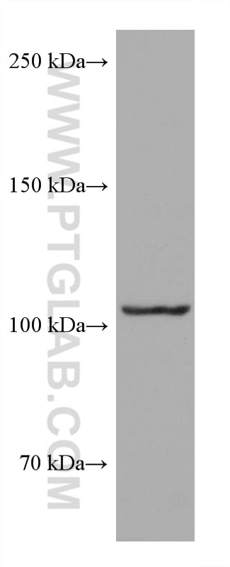 Western Blot (WB) analysis of Jurkat cells using PI3 Kinase p110 Delta Monoclonal antibody (67964-1-Ig)