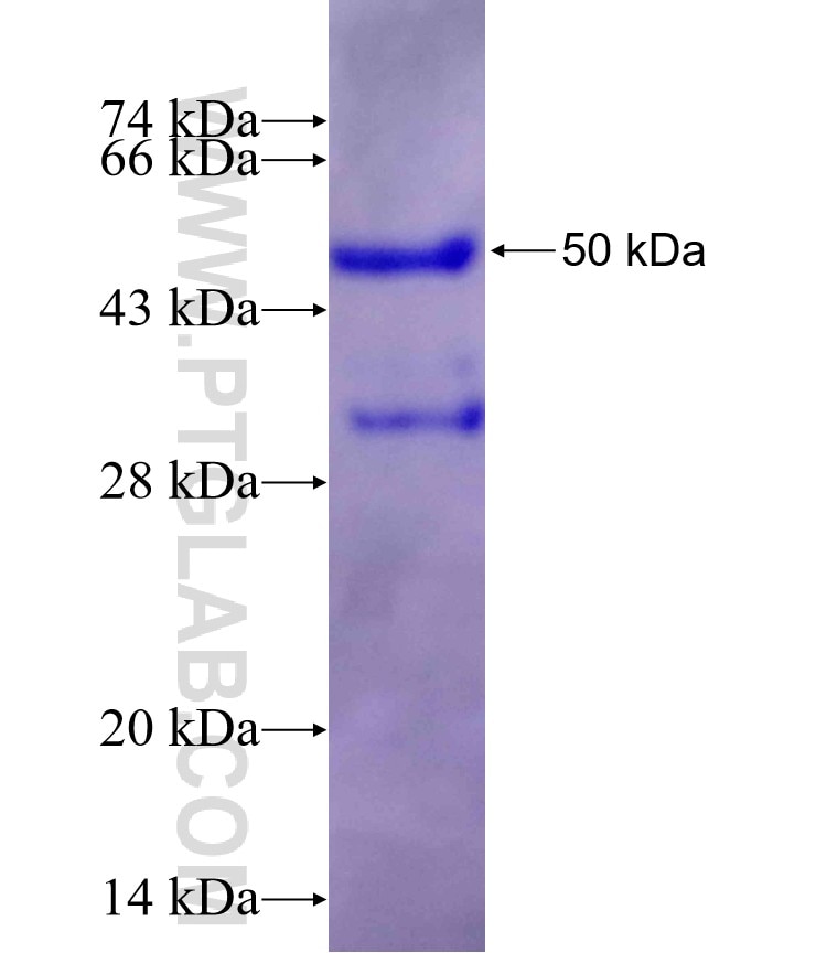PIK3CD fusion protein Ag26988 SDS-PAGE