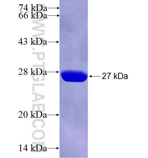 PIK3CD fusion protein Ag26995 SDS-PAGE