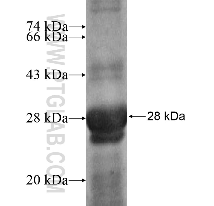 PIK3CD fusion protein Ag16713 SDS-PAGE