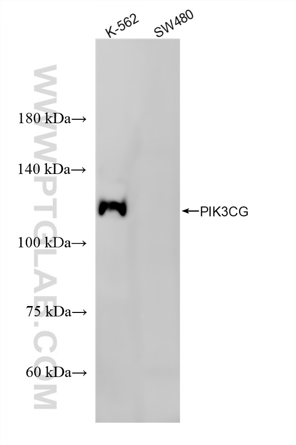 Western Blot (WB) analysis of various lysates using PIK3CG Recombinant monoclonal antibody (80720-2-RR)