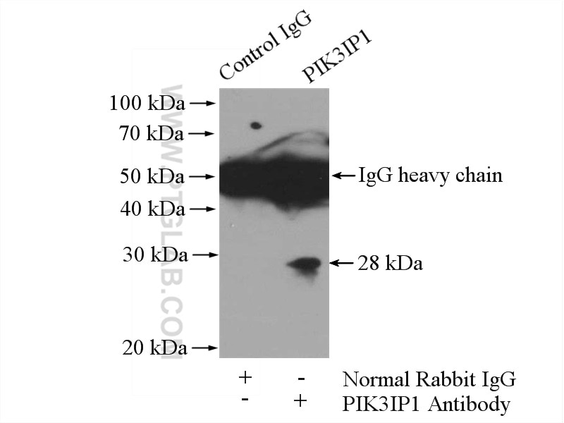 Immunoprecipitation (IP) experiment of HeLa cells using PIK3IP1 Polyclonal antibody (16826-1-AP)