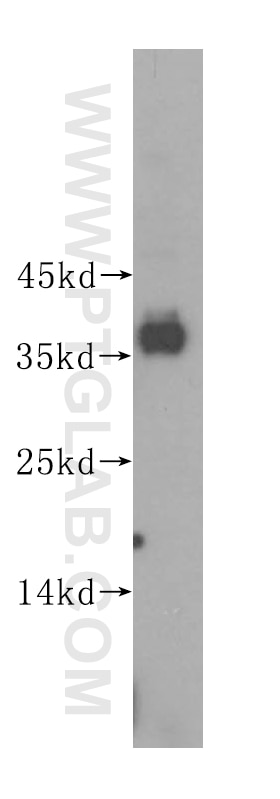 Western Blot (WB) analysis of mouse liver tissue using PIK3IP1 Polyclonal antibody (16826-1-AP)