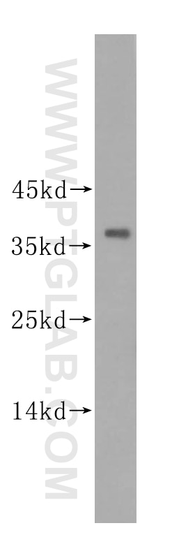 Western Blot (WB) analysis of HepG2 cells using PIK3IP1 Polyclonal antibody (16826-1-AP)