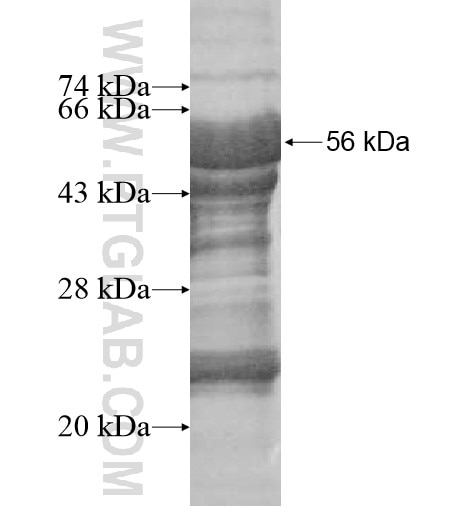 PIK3IP1 fusion protein Ag10427 SDS-PAGE