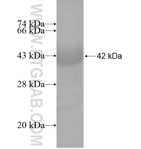 PIK3IP1 fusion protein Ag10460 SDS-PAGE
