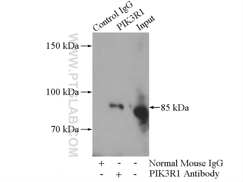 Immunoprecipitation (IP) experiment of RAW 264.7 cells using PI3 Kinase p85 Alpha Monoclonal antibody (60225-1-Ig)