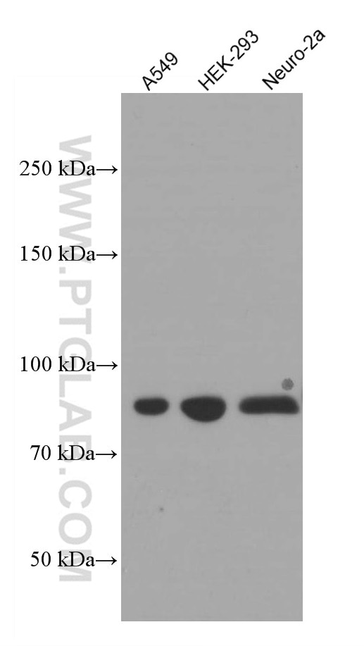 Western Blot (WB) analysis of various lysates using PI3 Kinase p85 Alpha Monoclonal antibody (60225-1-Ig)