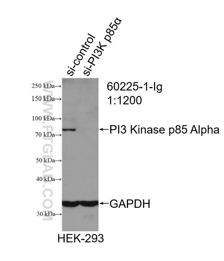 Western Blot (WB) analysis of HEK-293 cells using PI3 Kinase p85 Alpha Monoclonal antibody (60225-1-Ig)