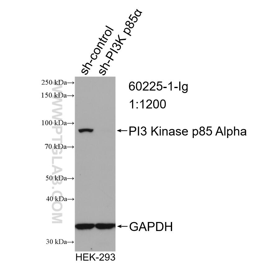 Western Blot (WB) analysis of HEK-293 cells using PI3 Kinase p85 Alpha Monoclonal antibody (60225-1-Ig)