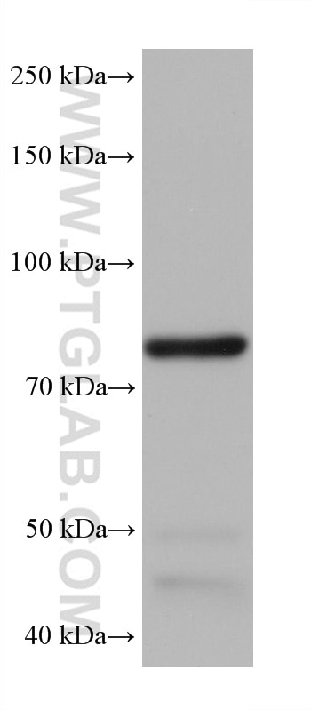 Western Blot (WB) analysis of pig brain tissue using PI3 Kinase p85 Alpha Monoclonal antibody (60225-1-Ig)