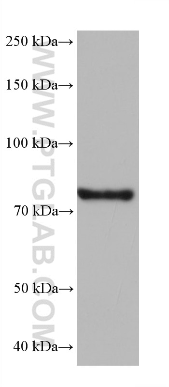 Western Blot (WB) analysis of rat skeletal muscle tissue using PI3 Kinase p85 Alpha Monoclonal antibody (60225-1-Ig)