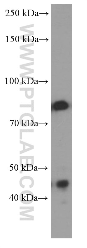 Western Blot (WB) analysis of pig brain tissue using PI3 Kinase p85 Alpha Monoclonal antibody (60225-1-Ig)