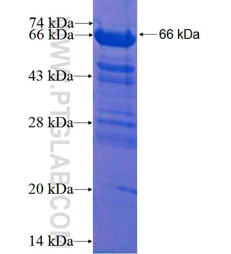 P85a; PIK3R1 fusion protein Ag2344 SDS-PAGE