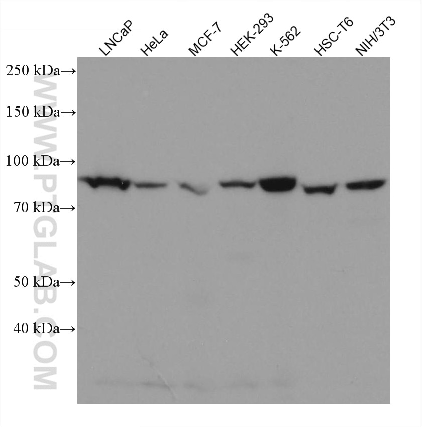 Western Blot (WB) analysis of various lysates using PI3 Kinase p85 Beta Monoclonal antibody (67644-1-Ig)