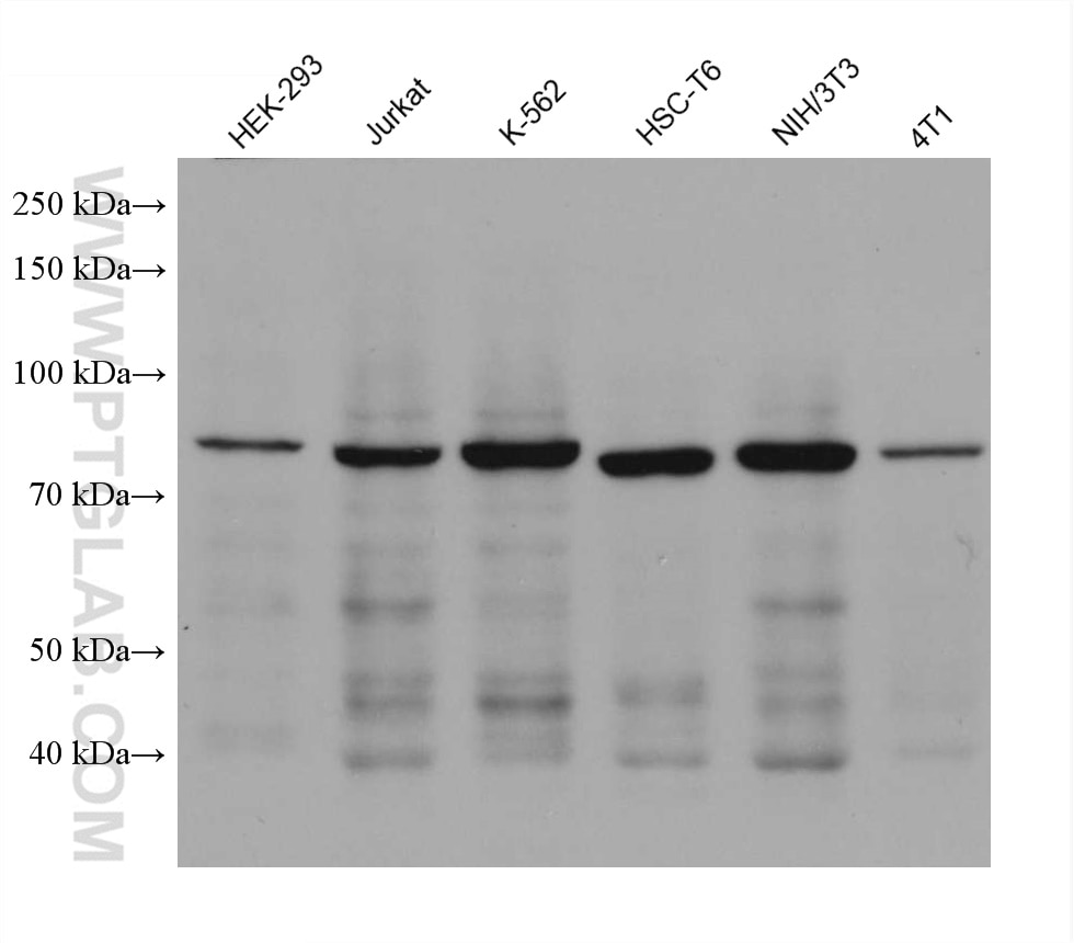 Western Blot (WB) analysis of various lysates using PI3 Kinase p85 Beta Monoclonal antibody (67644-1-Ig)