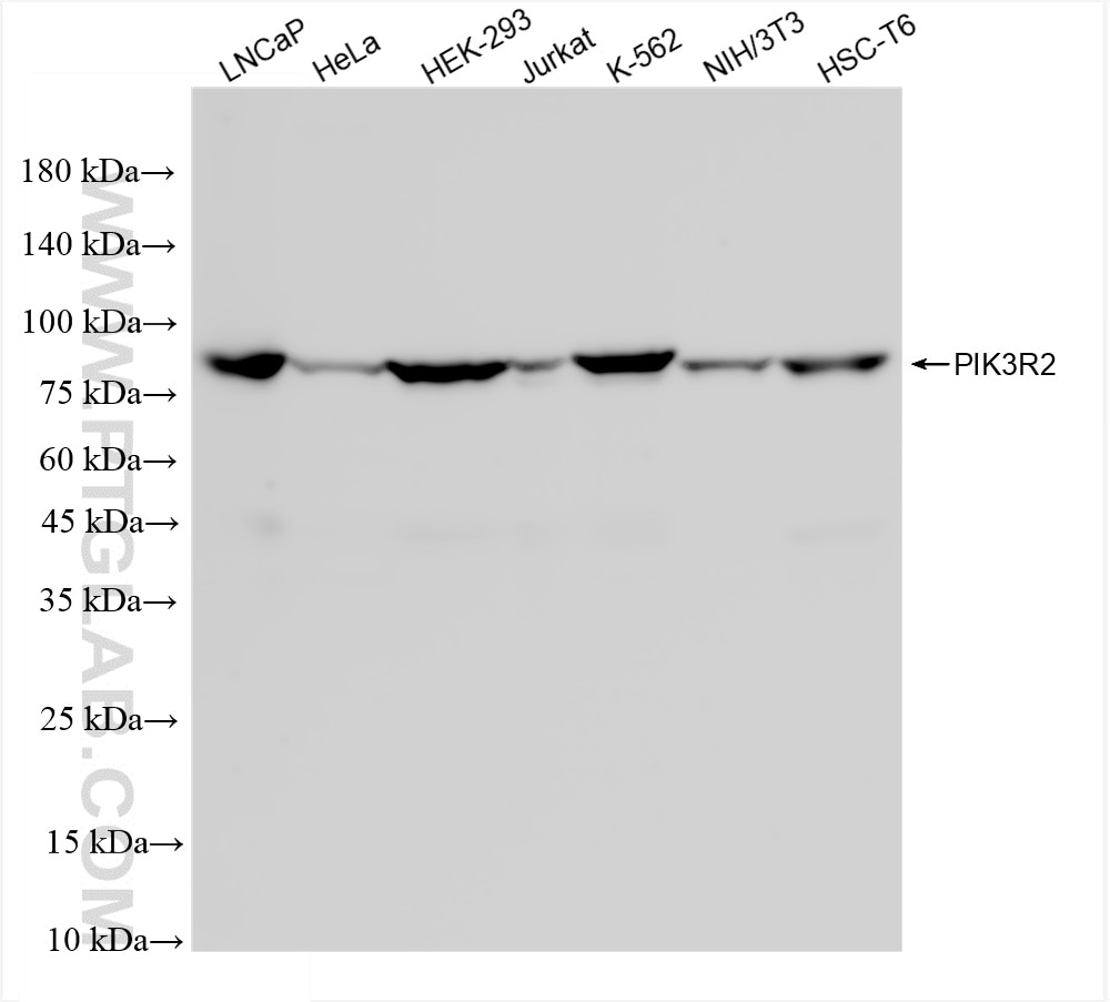 Western Blot (WB) analysis of various lysates using PI3 Kinase p85 Beta Recombinant antibody (83606-5-RR)