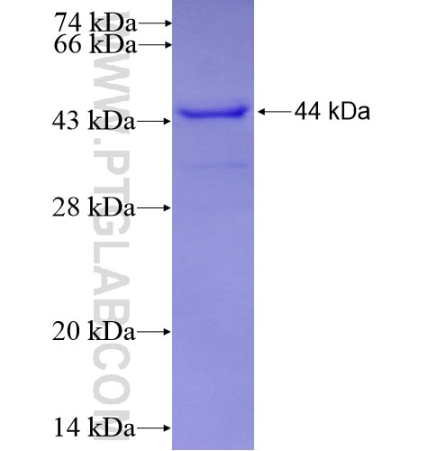 PIK3R2 fusion protein Ag14369 SDS-PAGE