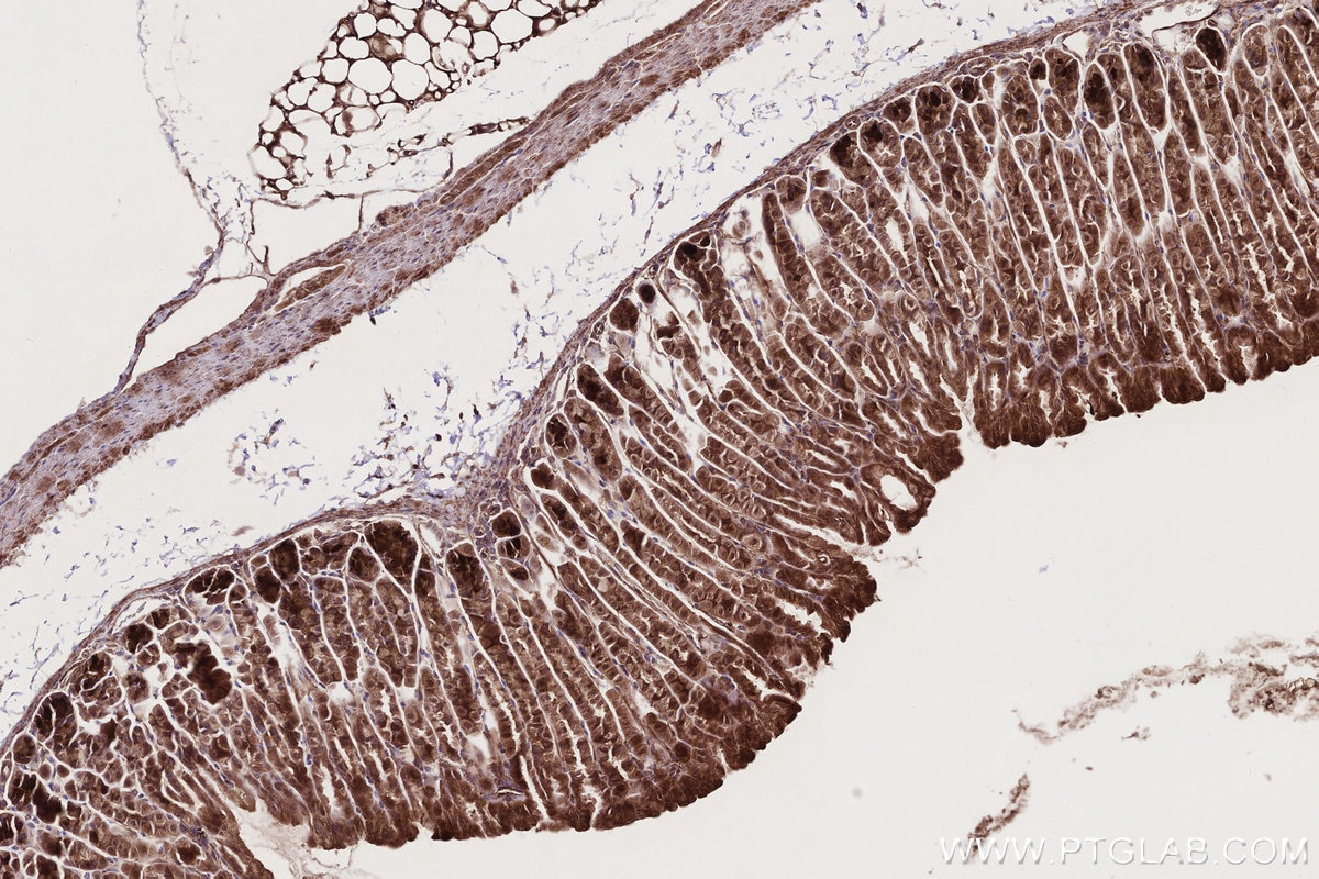 IHC staining of mouse stomach using 27035-1-AP Immunohistochemistry (IHC) staining of mouse stomach tissue using PI3 Kinase p55 Gamma Polyclonal antibody (27035-1-AP)