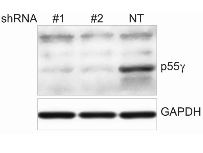 Western Blot (WB) analysis of HUVEC cells using PI3 Kinase p55 Gamma Polyclonal antibody (27035-1-AP)
