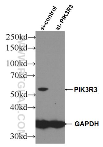 Western Blot (WB) analysis of HEK-293 cells using PI3 Kinase p55 Gamma Polyclonal antibody (27035-1-AP)