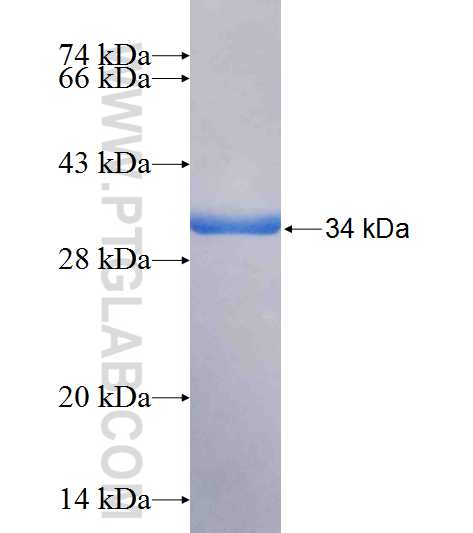 PIK3R3 fusion protein Ag25884 SDS-PAGE